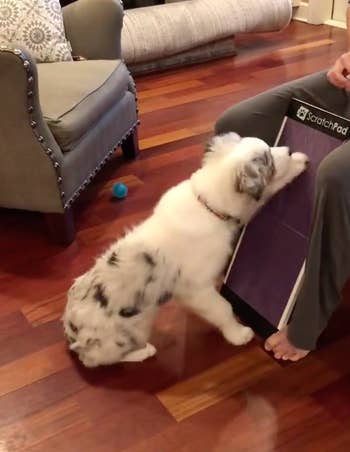 dog using the scratchpad