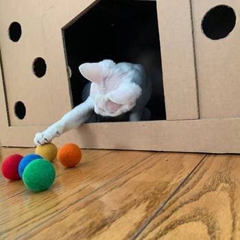 Cat playing with catnip balls