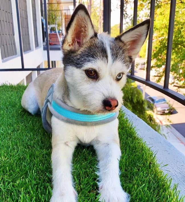 seekor anjing duduk di tanah yang segar