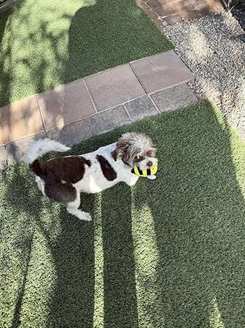 Small canine  with a fluffy process    holding a yellowish  and achromatic  artifact  successful  its rima  portion    lasting  connected  artificial grass