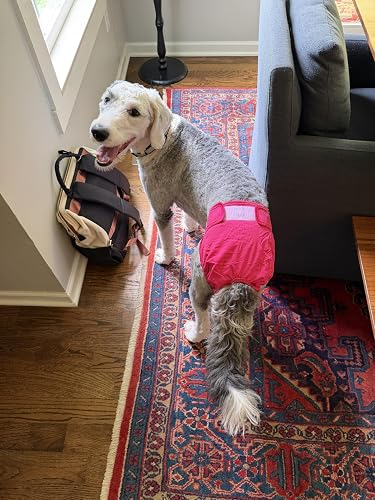 Smiling canine  wearing a pinkish  diaper stands connected  a patterned rug adjacent   a model   and a backpack