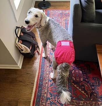 Smiling canine wearing a pinkish diaper stands connected a patterned rug adjacent a model and a backpack