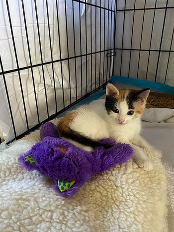 Reviewer photo of their foster kitten with the toy