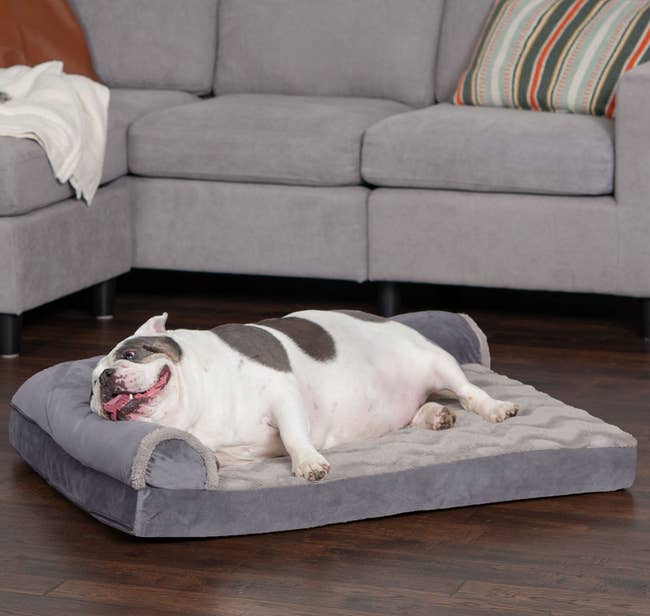 Gray and white dog laying on white and gray chaise-shaped dog bed