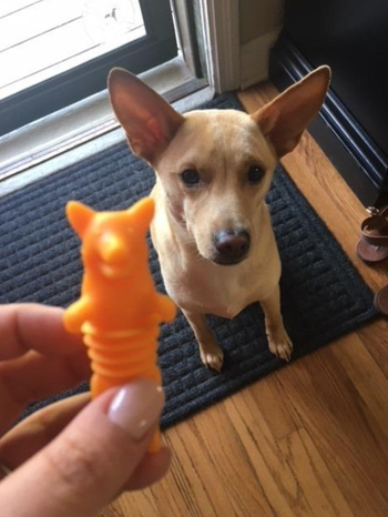 Reviewer holding up orange corgi stopper in front of their dog 