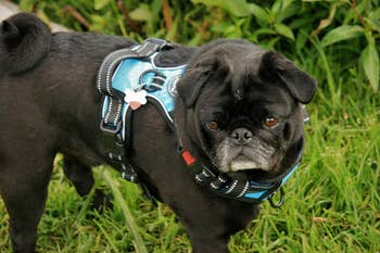 Reviewer image of black small dog wearing product while standing in grass
