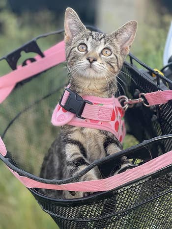 reviewer's cat wearing a pink strawberry harness