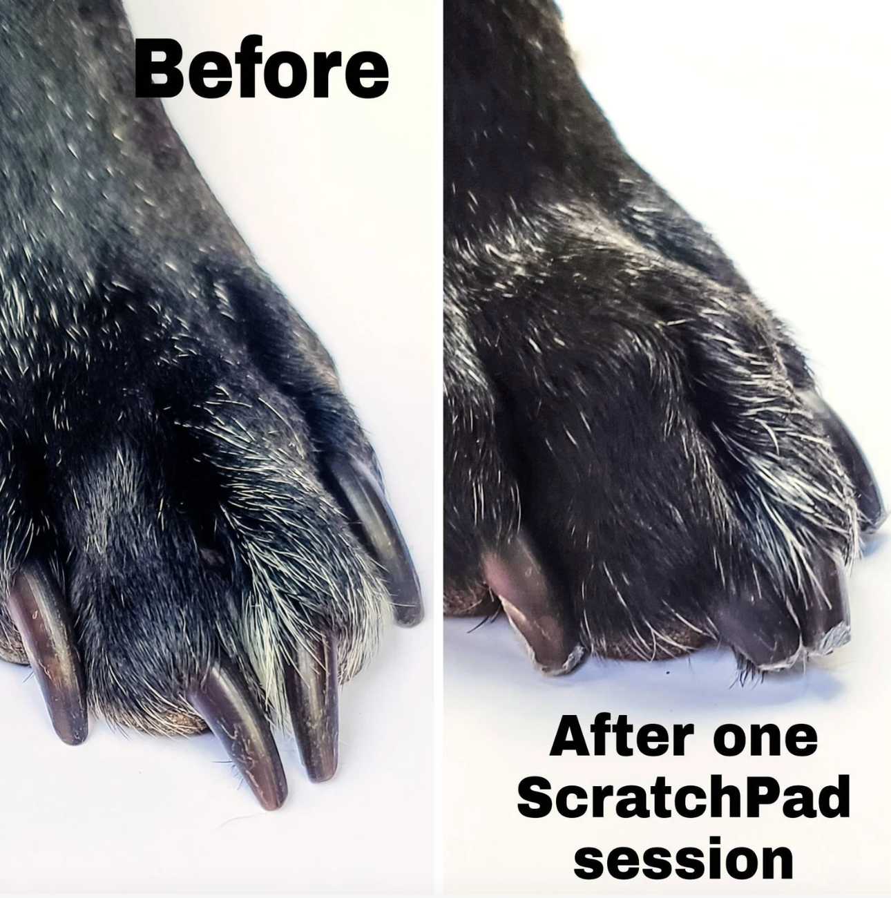 a before and after photo showing a dog's nails shorter after using the scratchpad