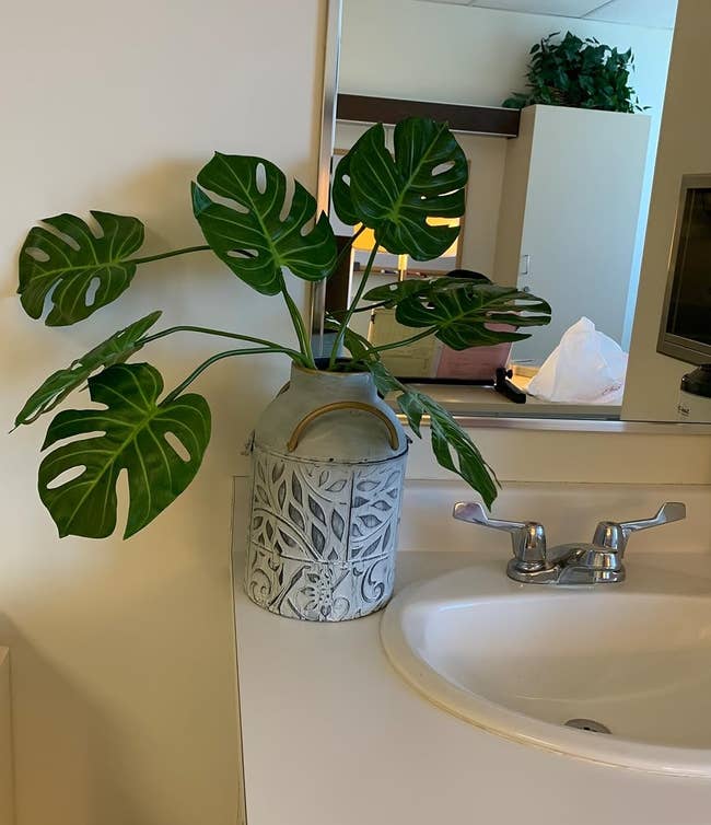 Plant with patterned pot on a counter next to a sink