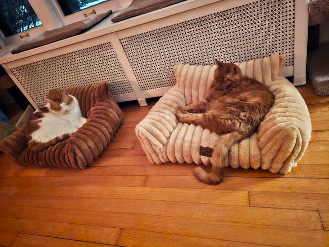 Two cats lounging connected plush favored beds connected a woody level adjacent a window, each appearing relaxed and cozy