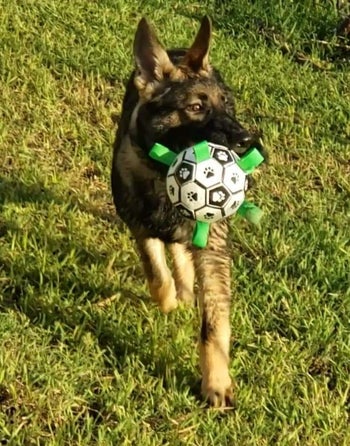 a different reviewer's dog with the ball in its mouth