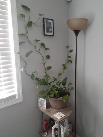 Reviewer's plant climbing the wall with plant clips