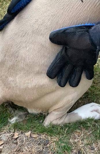 a canine  being groomed with the glove