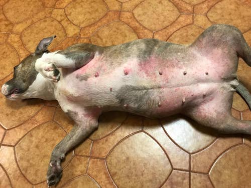 Before photo of a dog with a red, irritated belly
