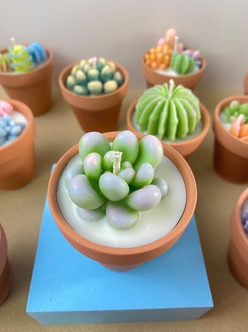 a focused photo of the candle with one giant succulent