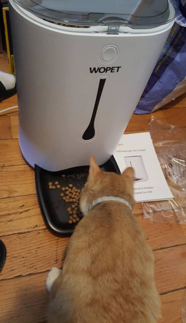 reviewer photo of cat eating food from the automatic feeder