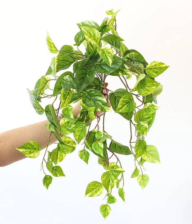 Model holding stems of a fake pothos plant on a white background