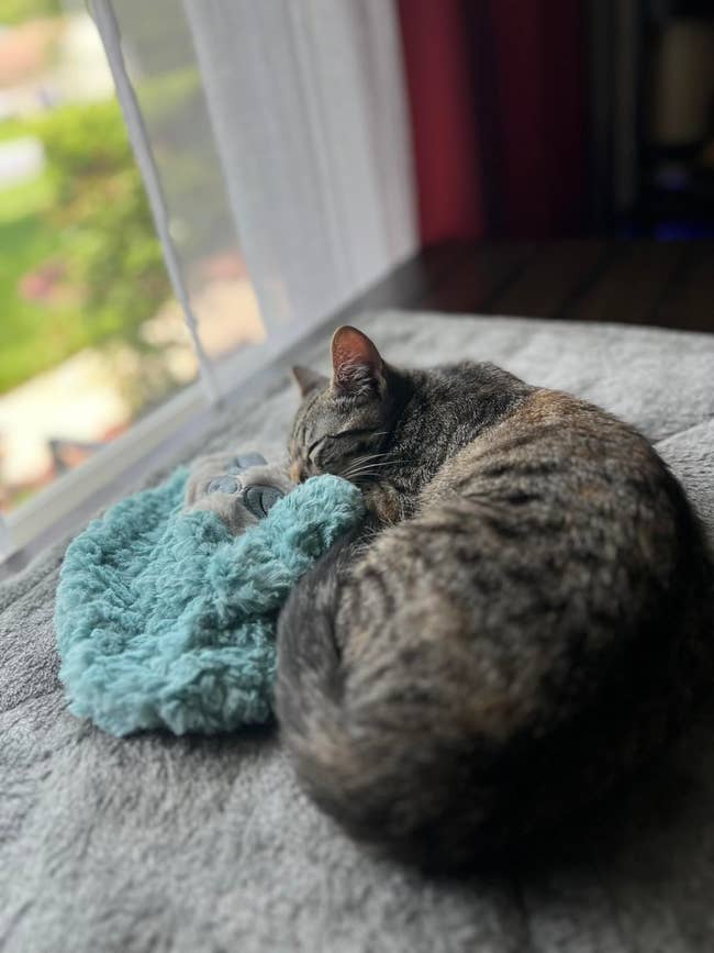 Cat sleeping connected a cozy broad by a model with a presumption of a plot outside