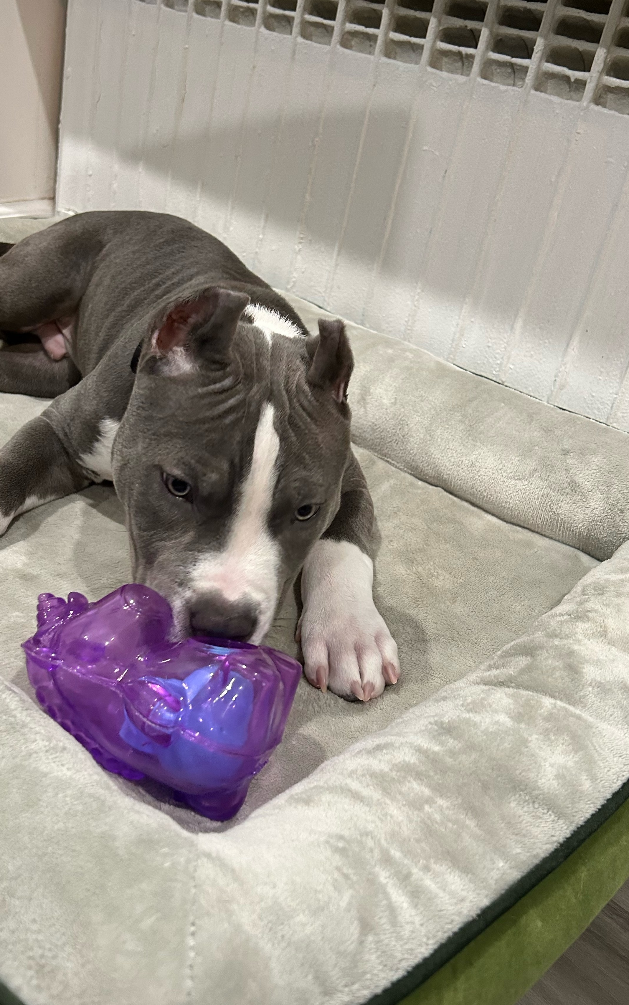 From chasing to chewing: interactive puppy toys to keep them entertained -  Vetster