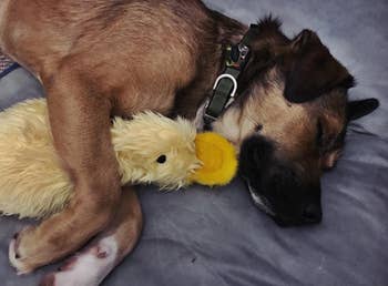 Reviewer pic of their dog cuddling with the yellow duck plush