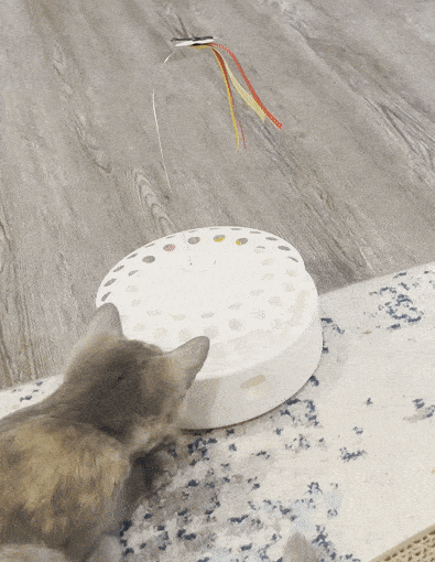 BuzzFeed writer's cat playing with the feather that shoots out from the toy