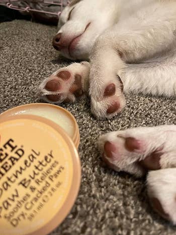 Reviewer's puppy sleeping with the paw butter in front of it