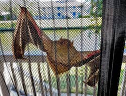 A bat hangs upside down behind a mesh screen with a blurred background, possibly for a shopping article on mesh products