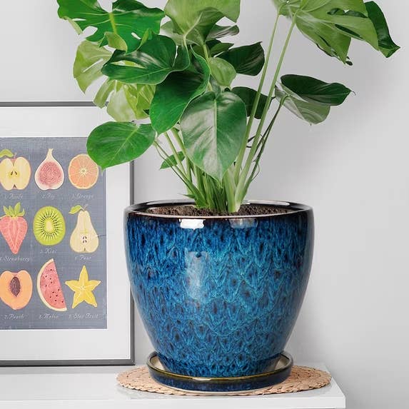 Potted works with ample leaves connected a support adjacent to a fruit-themed framed print; decorative and location buying context