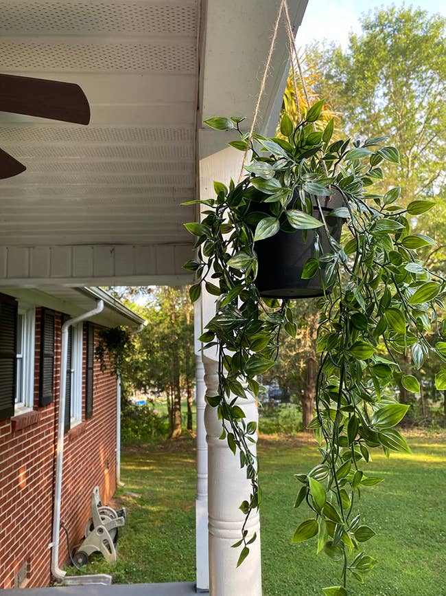 the plant hanging from a porch ceiling