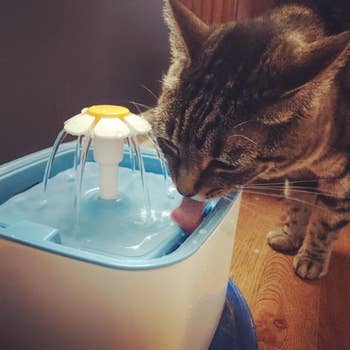 a cat drinking from the fountain