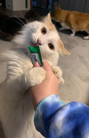 a cat licking the treat from the tube