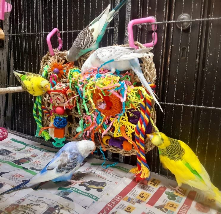 Quite a lot of budgies have interaction with a vary of sparkling toys in a cage