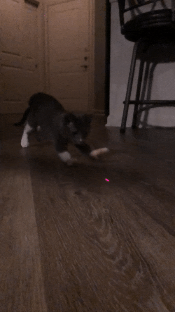 BuzzFeed writer's two cats chasing after a laser