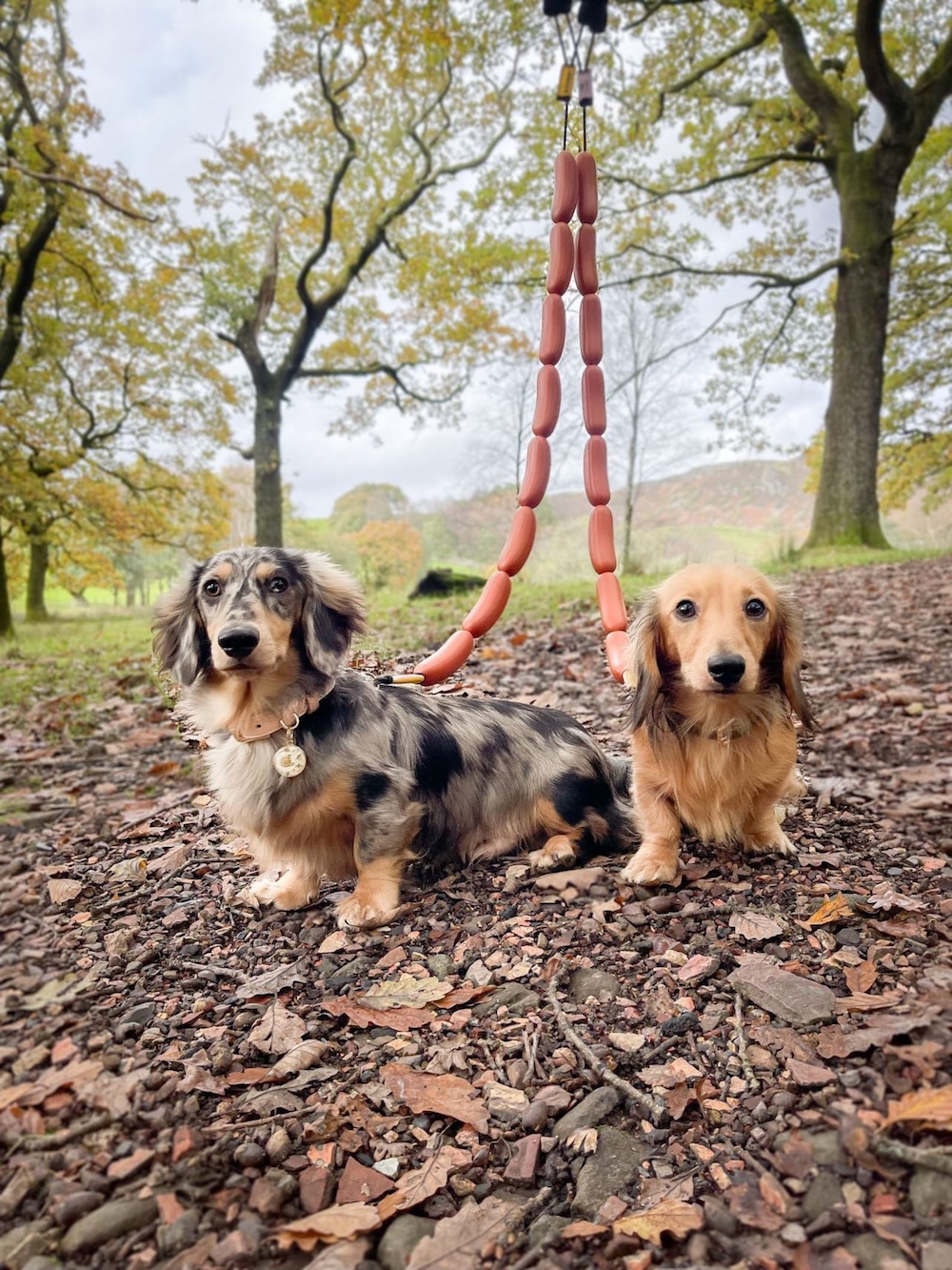 Two dachshunds connected  a woodland path, 1  with a speckled overgarment  and the different   with a creaseless  coat, some  connected  a unsocial   linked sausage leash
