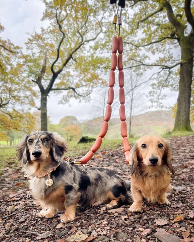 Two dachshunds connected a woodland path, 1 with a speckled overgarment and the different with a creaseless coat, some connected a unsocial linked sausage leash