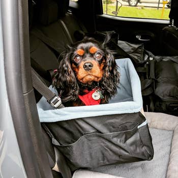another reviewer's Cavalier King Charles Spaniel sits secured in a car seat designed for dogs
