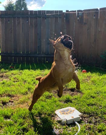 different reviewer dog jumping in air to catch water
