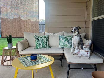 reviewer's yellow coffee table next to patio furniture with two of their dogs on it
