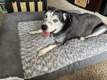 Reviewer photo of mixed breed on pet bed