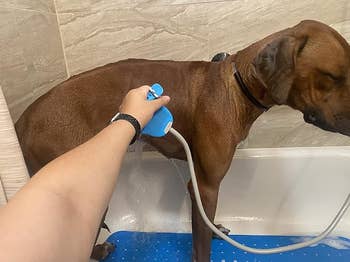 A idiosyncratic is bathing a ample dog, utilizing a handheld ablution attachment successful a bathtub