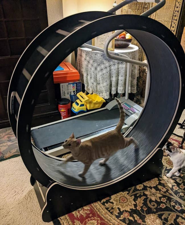 A cat running on a wheel-shaped treadmill while a second cat observes from the side, in a home setting. Perfect for active pets