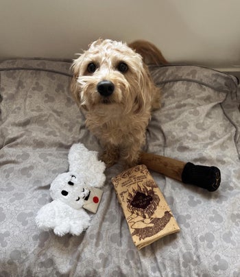 BuzzFeed writer Ali's dog next to a Hedwig-shaped toy