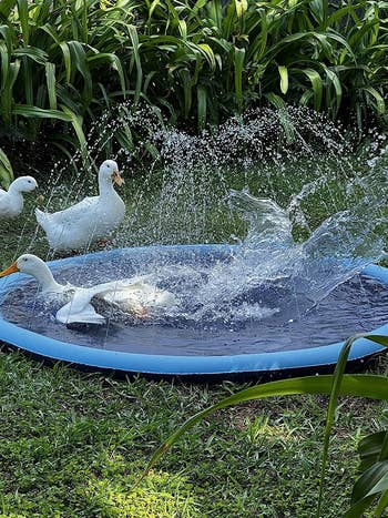 reviewer photo of ducks playing on a splash pad