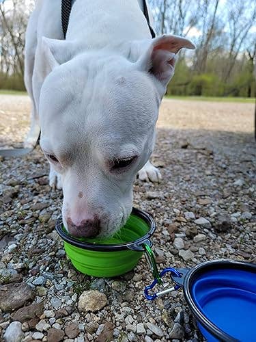 Dog drinking from a collapsible greenish vessel outdoors, with a bluish vessel beside it, connected a gravel path