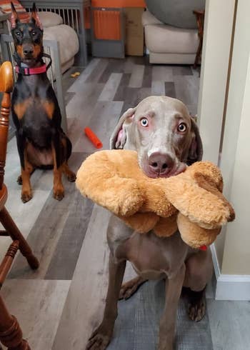 another reviewer's dog holding the toy in their mouth