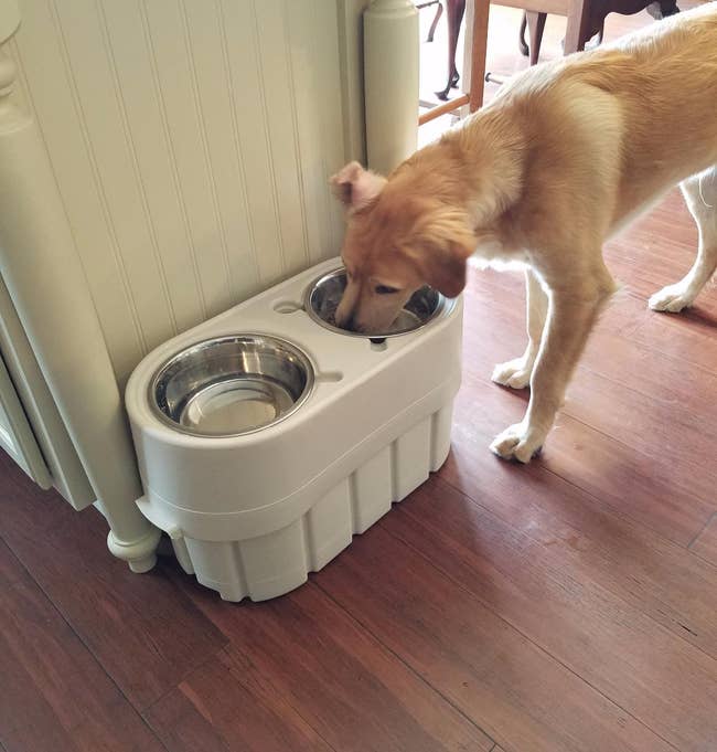 a dog drinking water from the right bowl