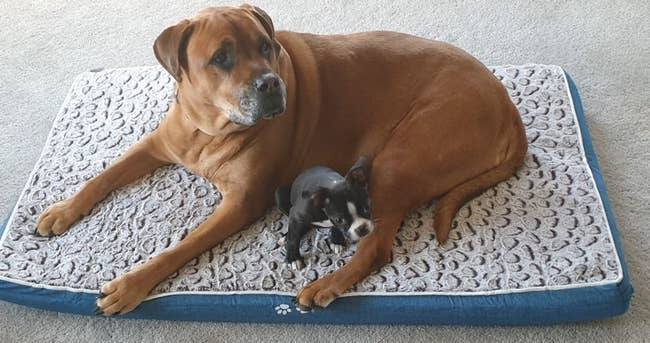Reviewer image of larger dog with puppy on gray and blue dog bed