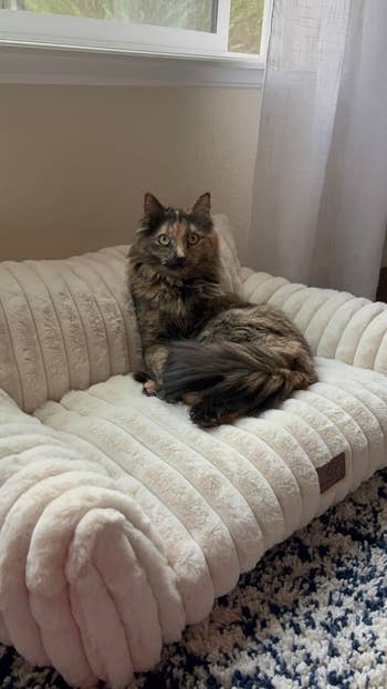A fluffy feline lounges comfortably connected a plush favored sofa by a window