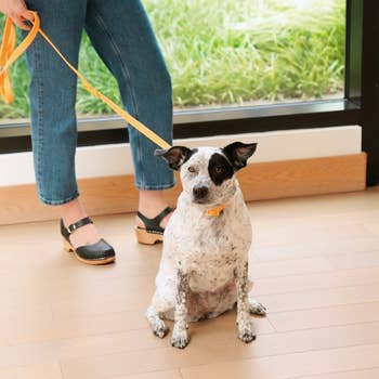 Person standing with a leashed dog; focus is on the dog sitting indoors, looking at the camera