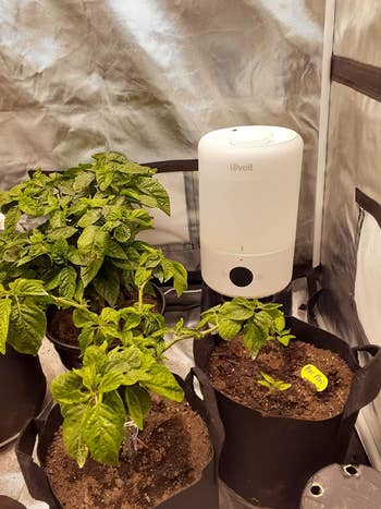 reviewer photo of the smart humidifier next to some plants